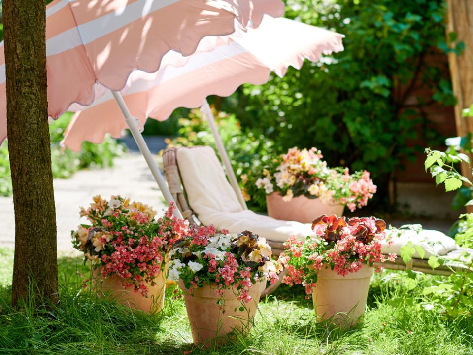 Blush pink plants for a romantic summer garden - Thejoyofplants.co.uk