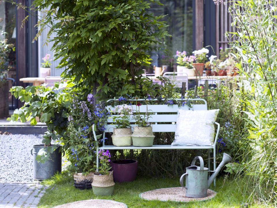 Les plantes vivaces de l’été : echinacea, phlox et delphinium _ Maplantemonbonheur.fr