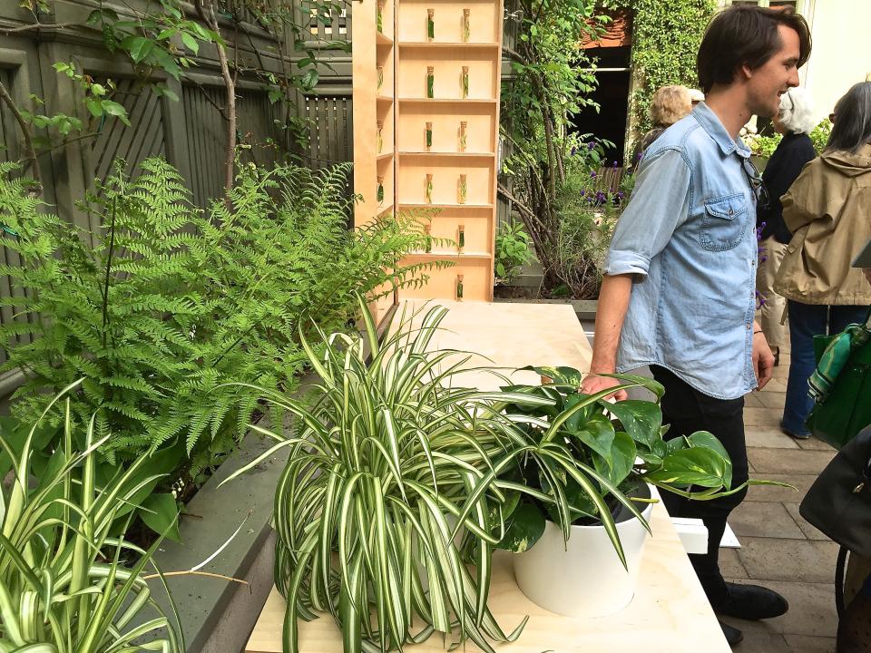 maplantemonbonheur.fr Une plante de bienvenue maplantemonbonheur.fr plante australie artiste aaron gillett