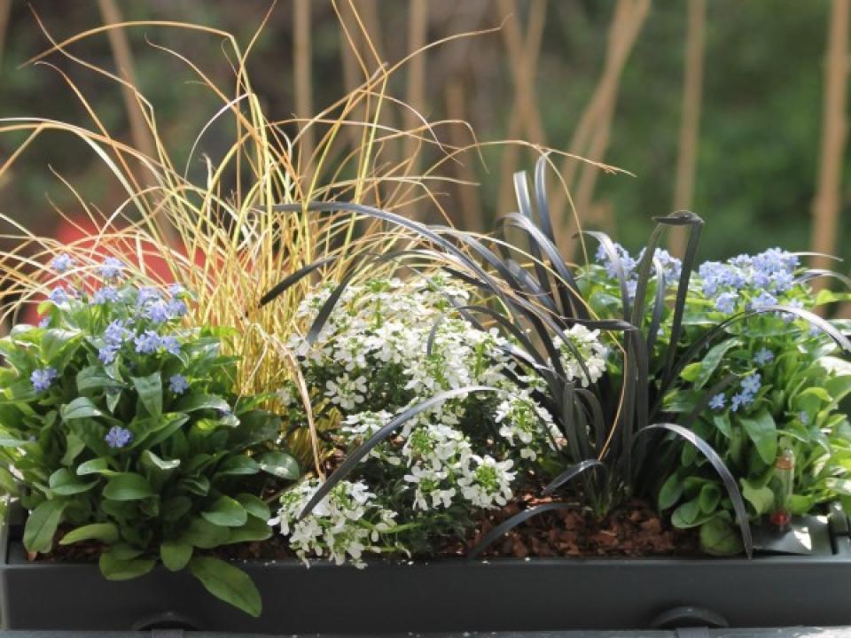 maplantemonbonheur.fr Vite, une jardinière ! maplantemonbonheur.fr jardinière fenetre plante DIY fleur en fille