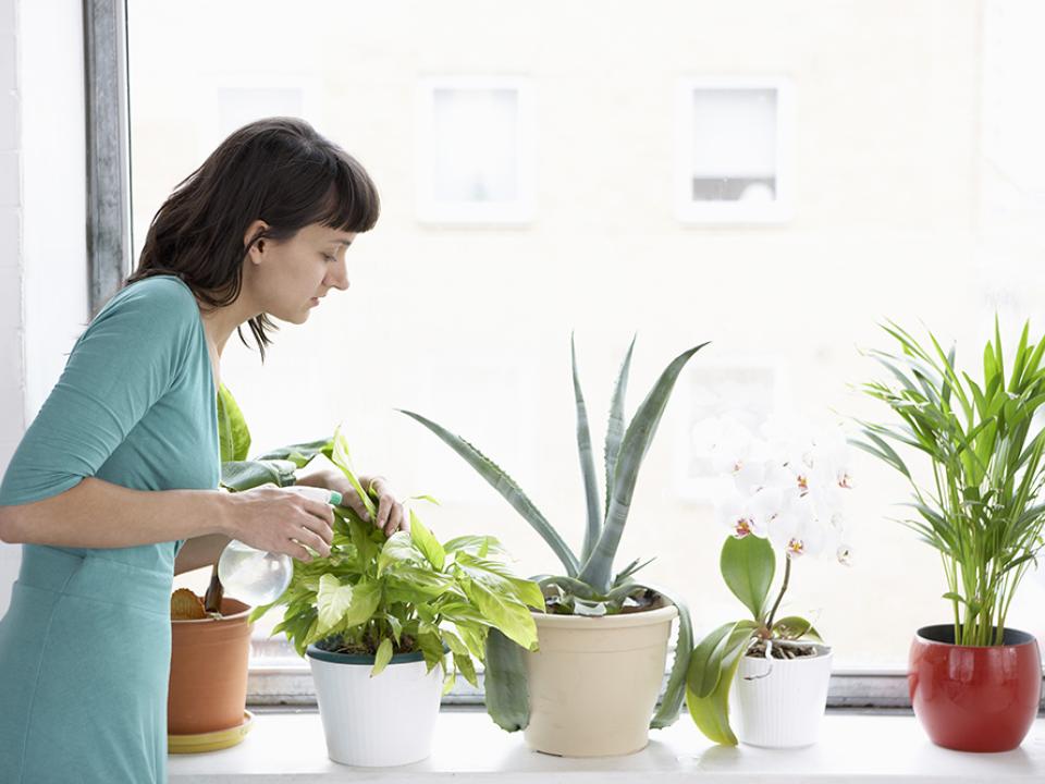 maplantemonbonheur.fr Soigner homme plantes santé zen