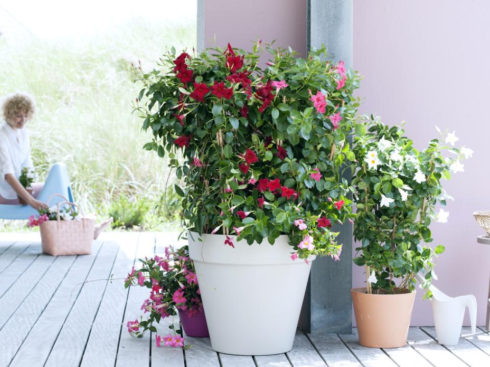 Mandevilla en terrasse_Maplantemonbonheur.fr Mandevilla en terrasse_Maplantemonbonheur.fr