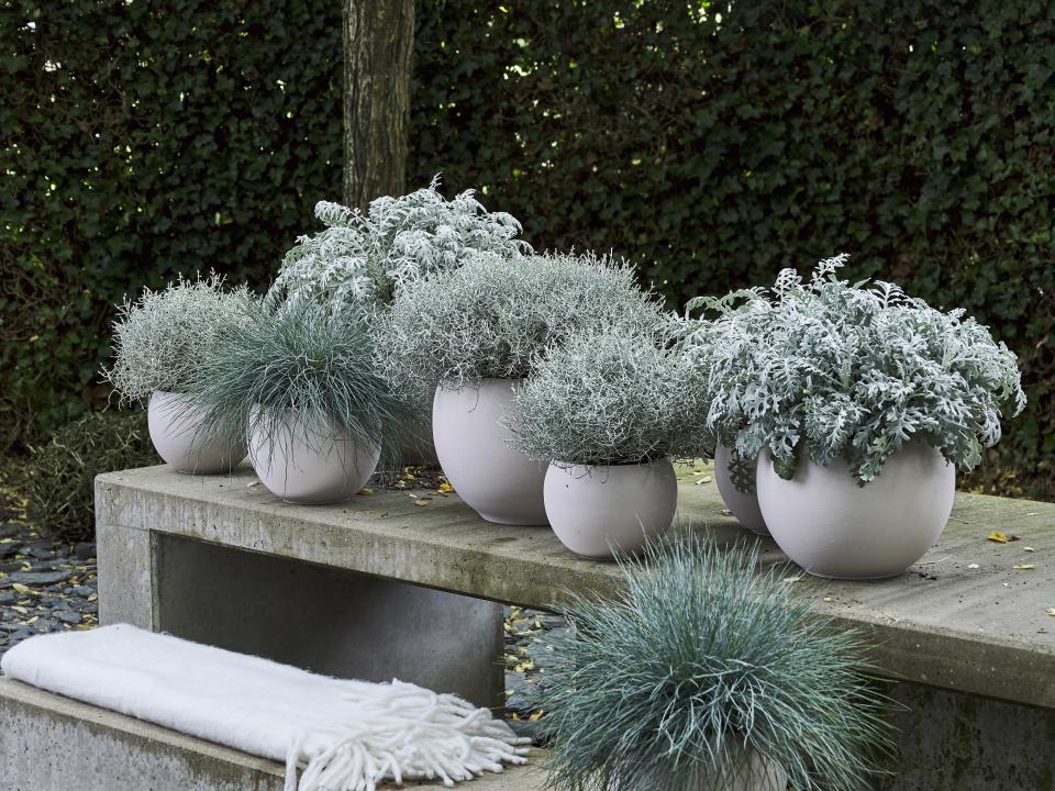 Fleurs blanches et feuillage argenté | Ma plante mon bonheur