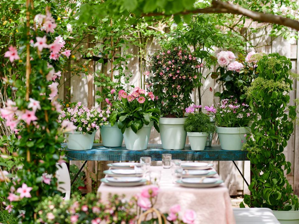 A pastel pink garden party - Thejoyofplants.co.uk