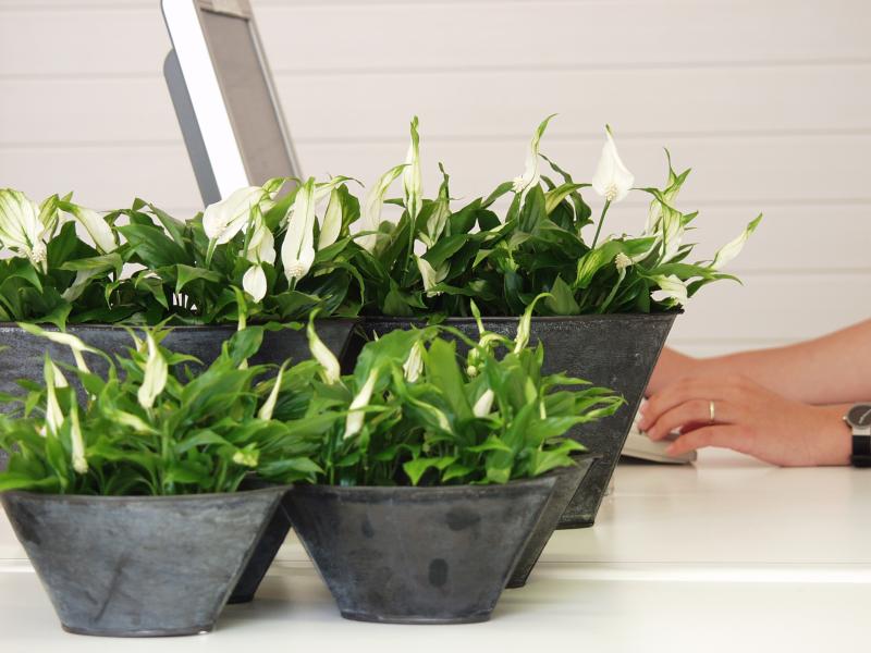 Spathiphyllum