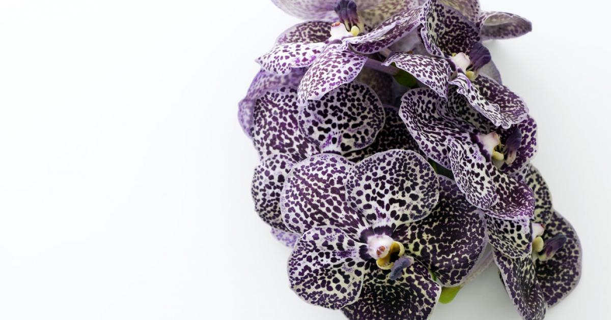 Orchidée Vanda | Ma plante mon bonheur