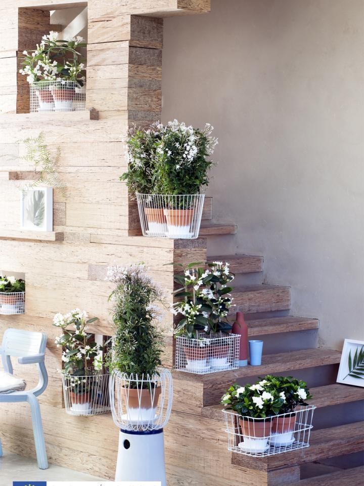 Fleurs blanches parfumées - A chaque mois sa plante