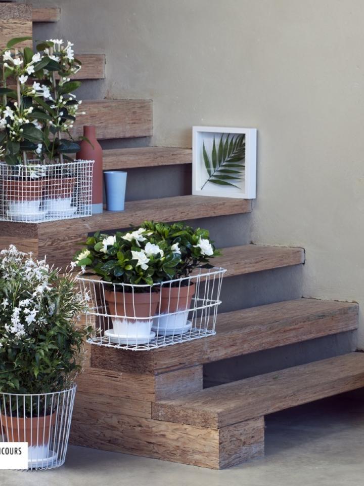 Fleurs blanches parfumées - A chaque mois sa plante