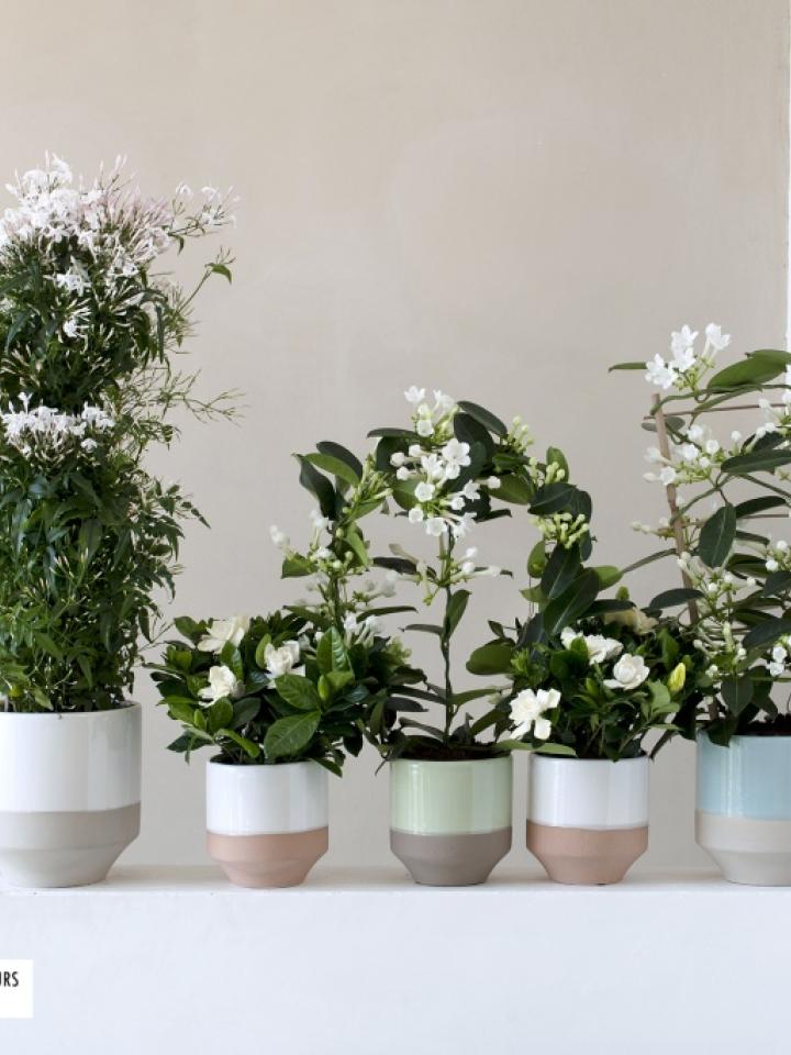 Fleurs blanches parfumées - A chaque mois sa plante