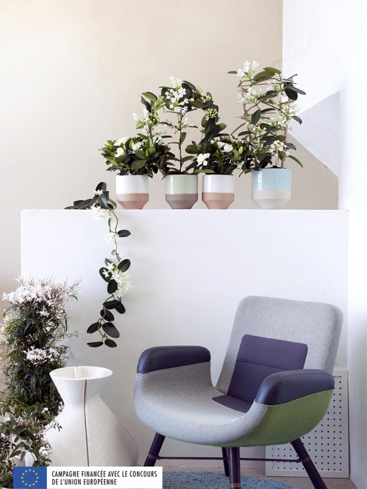 Fleurs blanches parfumées - A chaque mois sa plante