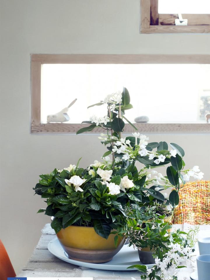 Fleurs blanches parfumées - A chaque mois sa plante