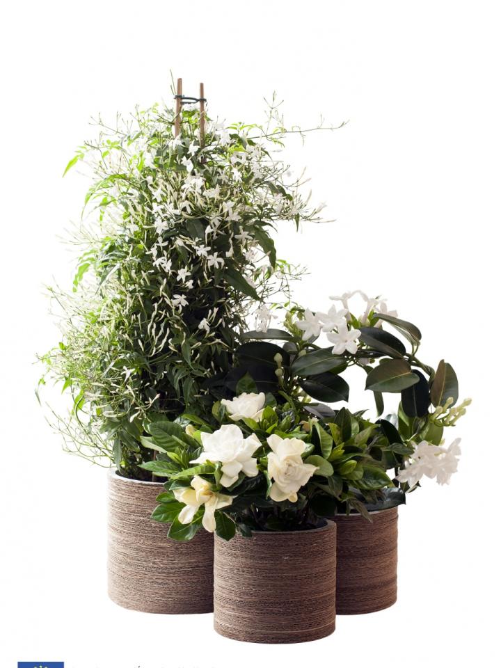 Fleurs blanches parfumées - A chaque mois sa plante
