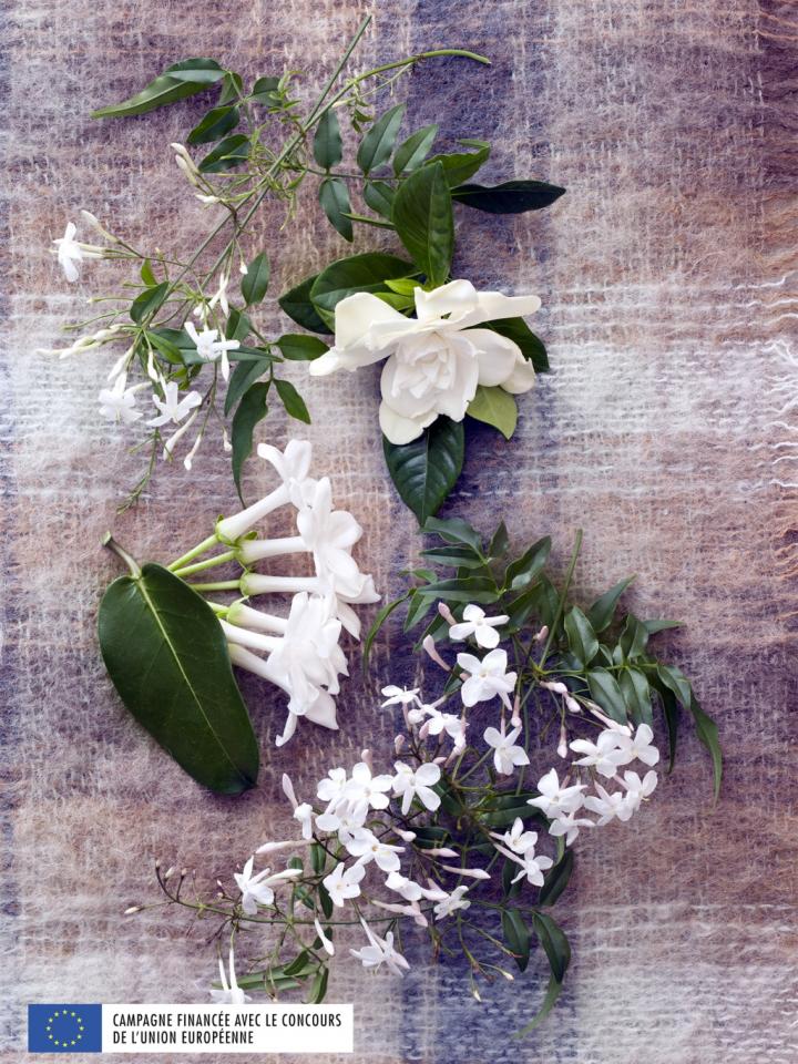 Fleurs blanches parfumées - A chaque mois sa plante