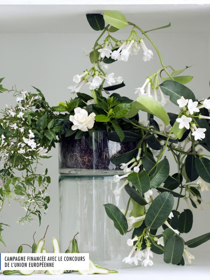 Les fleurs blanches parfumées sont les plantes du mois de mars | Ma plante  mon bonheur