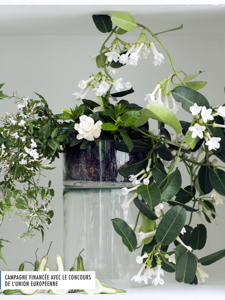 Fleurs blanches parfumées - A chaque mois sa plante
