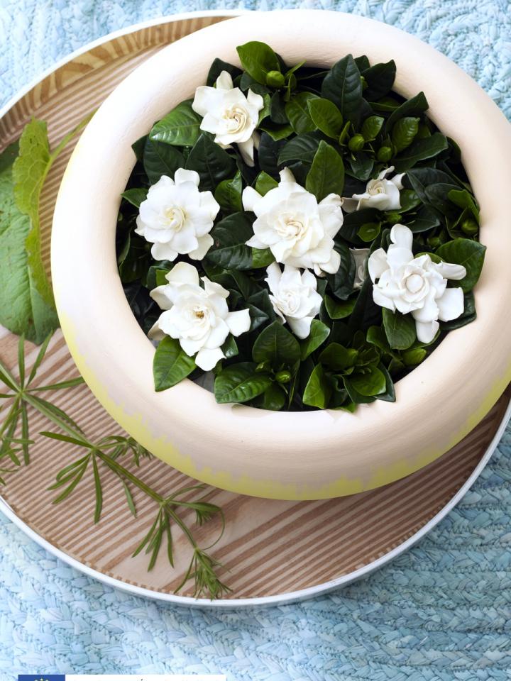 Fleurs blanches parfumées - A chaque mois sa plante