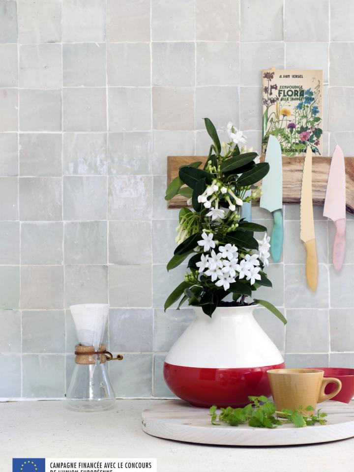 Fleurs blanches parfumées - A chaque mois sa plante