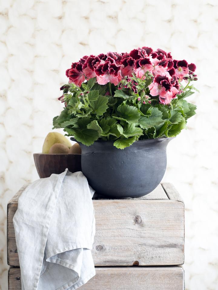 maplantemonbonheur.fr la beauté du Pelargonium 