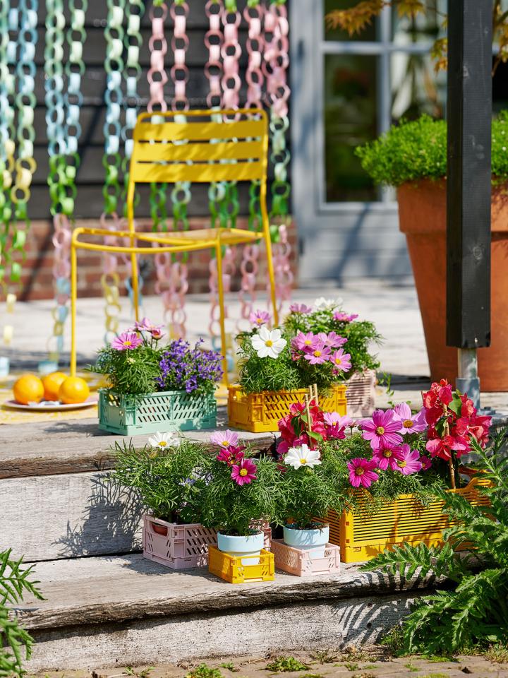 DIY : festival de couleurs au jardin avec des cosmos | Ma plante mon bonheur