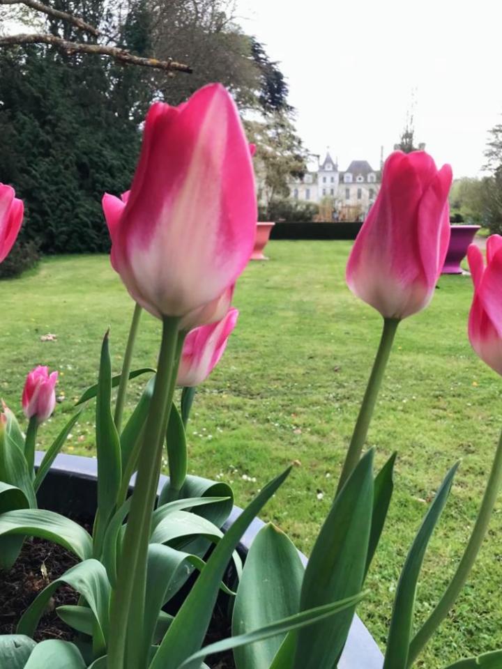 Tulipe chateau de Cheverny _Maplantemonbonheur.fr