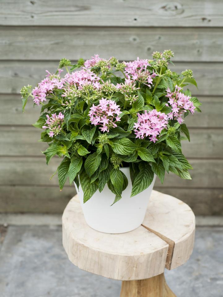 pentas kuipplant | mooiwatplantendoen