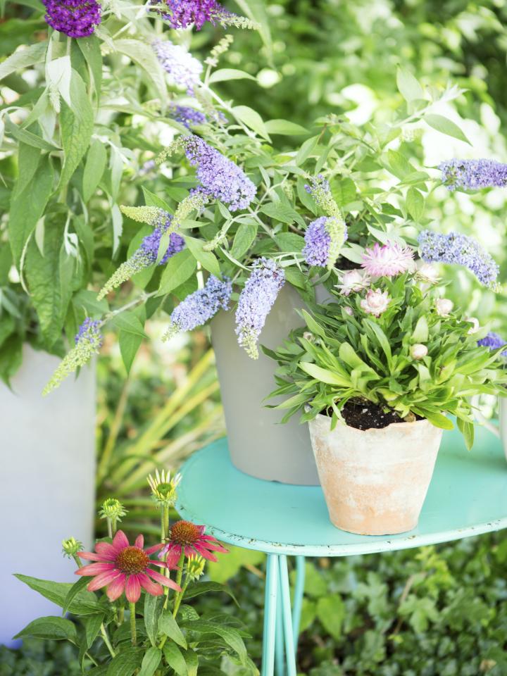 vlinderstruik in pot | buddleja in pot | paarse tuinplant