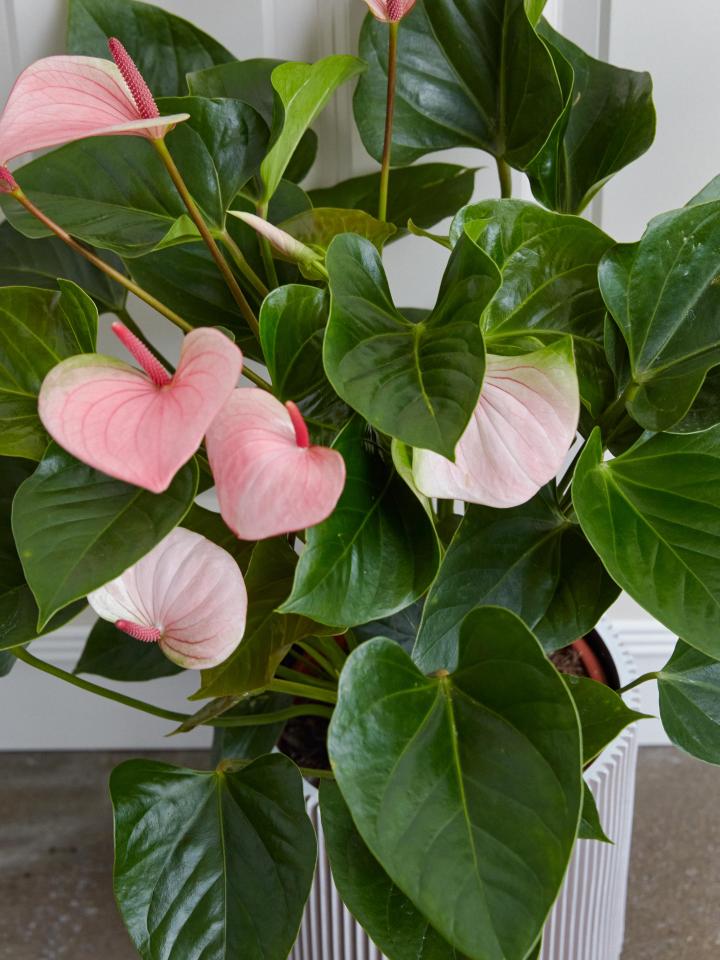 anthurium | plant moederdag | hartvormige plant