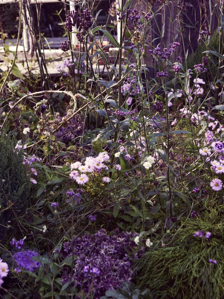 tuinplanten | border tuin | paarse tuinplanten