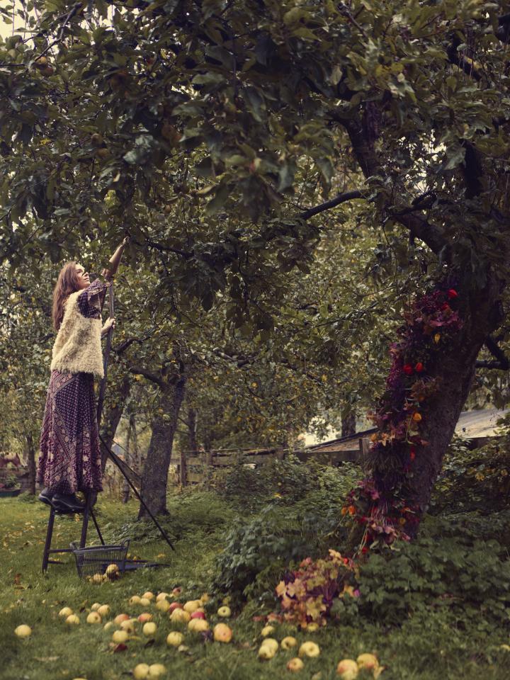 appelboom perenboom snoeien