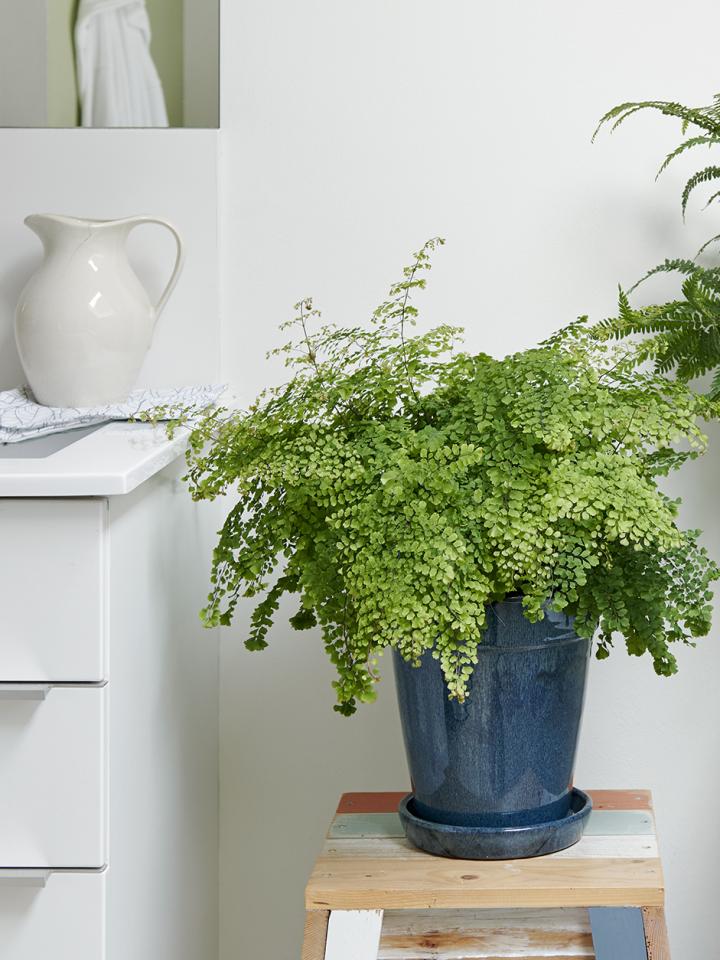 adiantum | varen andiantum | fern bathroom