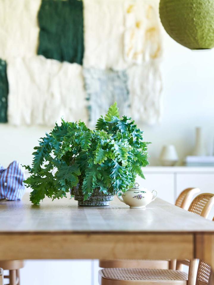 blauwvaren cadeau kerst | kerstcadeau blauwvaren Phlebodium