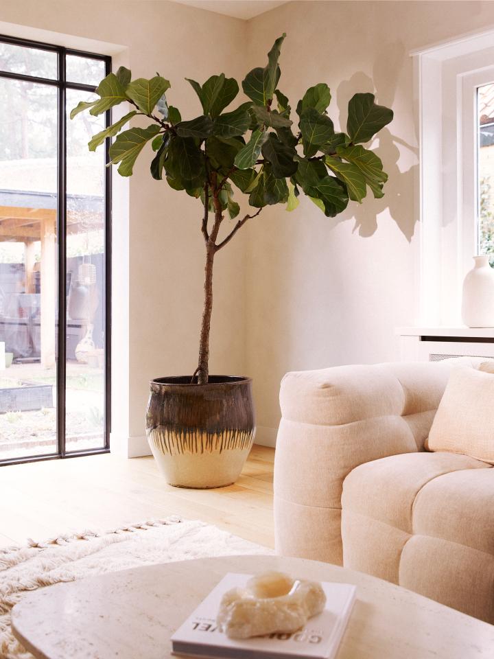 kamerboom ficus lyrata | vioolplant