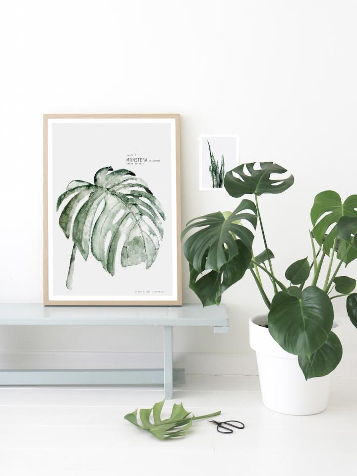 Monstera Plante design homedecor Maplantemonbonheur.fr 