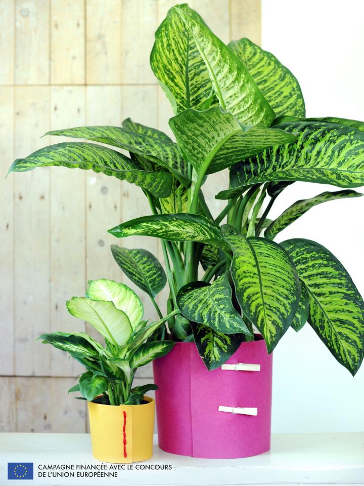 à chaque mois sa plante, dieffenbachia, maplantenmonbonheur