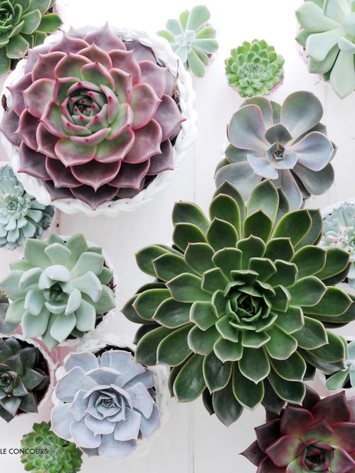 À chaque mois sa plante, août: l’Echeveria - maplantemonbonheur.fr