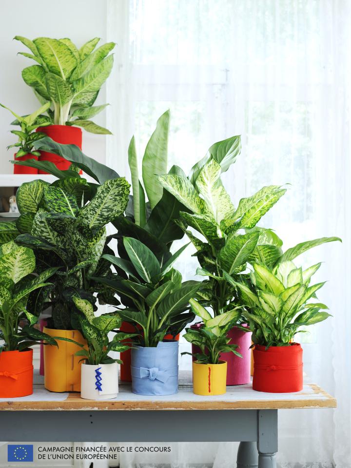 à chaque mois sa plante, dieffenbachia, maplantenmonbonheur