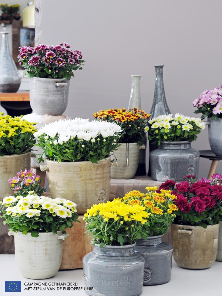 Potchrysant is Woonplant van de maand oktober 2014