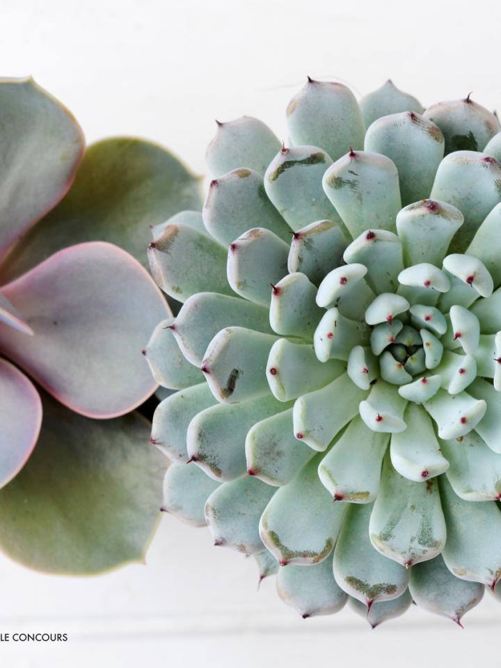 À chaque mois sa plante, août: l’Echeveria - maplantemonbonheur.fr