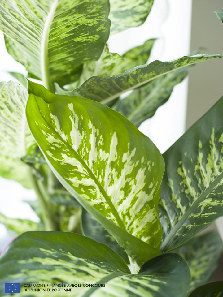 à chaque mois sa plante, dieffenbachia, maplantenmonbonheur