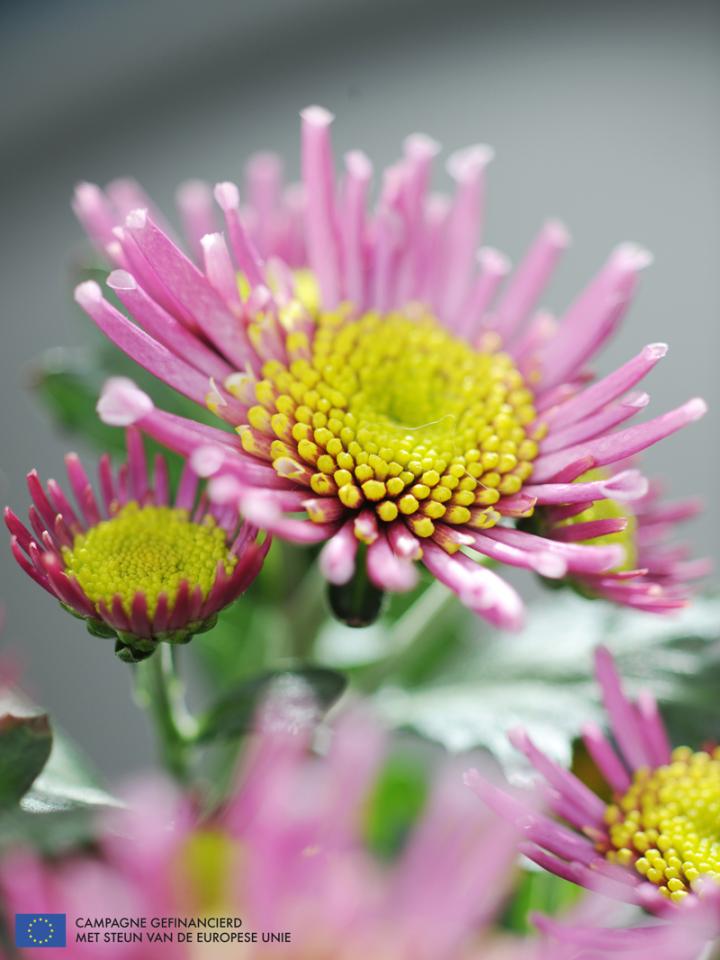 Potchrysant is Woonplant van de maand oktober 2014