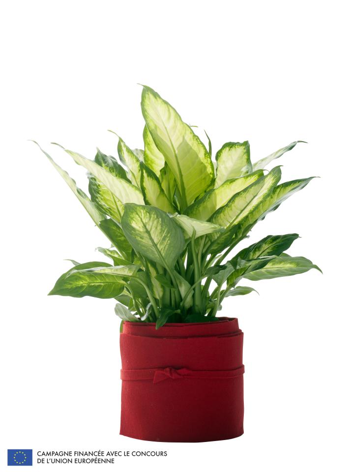 à chaque mois sa plante, dieffenbachia, maplantenmonbonheur