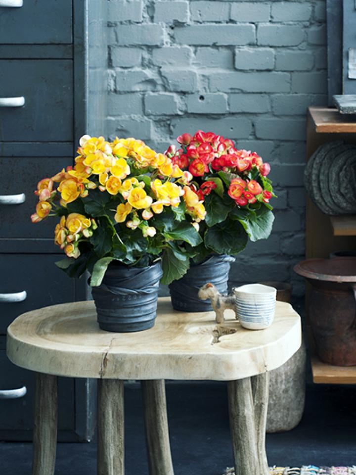 Maak zelf een industriële plantenpot voor de begonia Maak zelf een industriële plantenpot voor de begonia Mooiwatplantendoen.nl