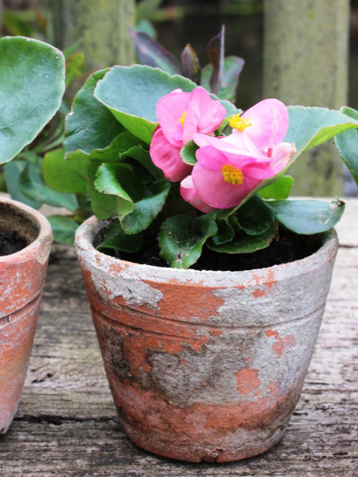 Romige biet-bouchées met Begonia Mooiwatplantendoen.nl