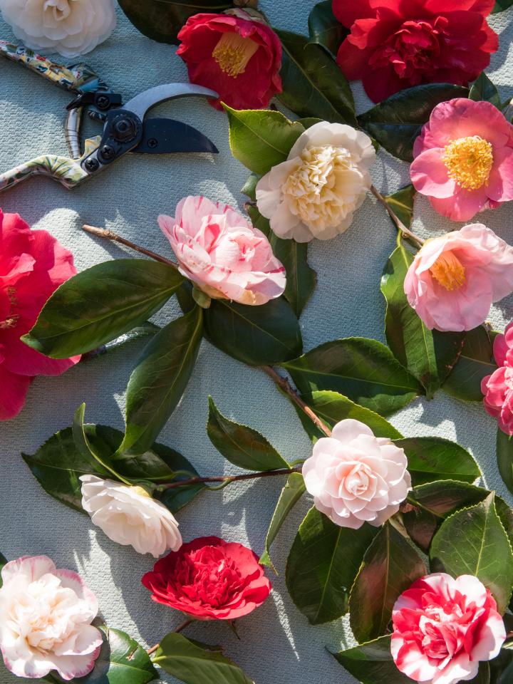 Cinq plantes de jardin qui fleurissent un peu avant le printemps _Maplantemonbonheur.fr