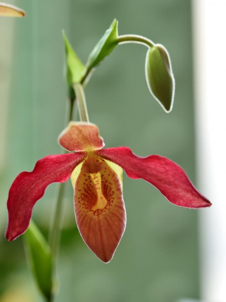 Orchidées Jardin des plantes Expo maplantemonbonheur.fr