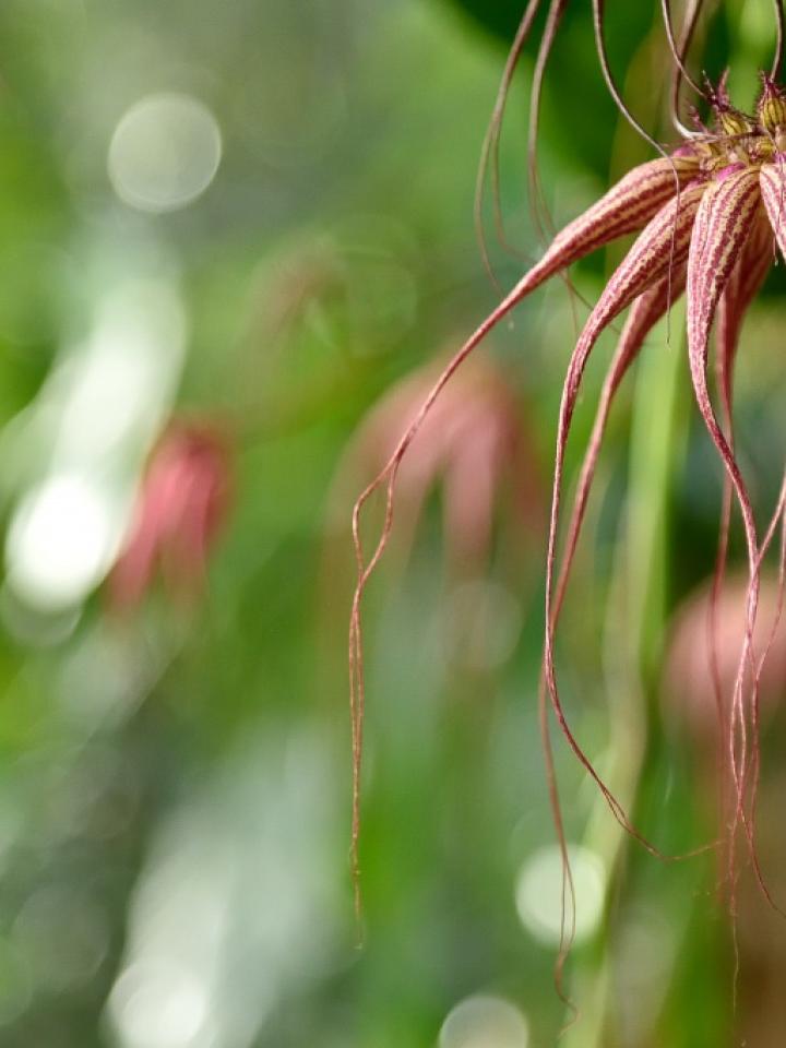 orchidées 2017 expo Paris maplantemonbonheur.fr