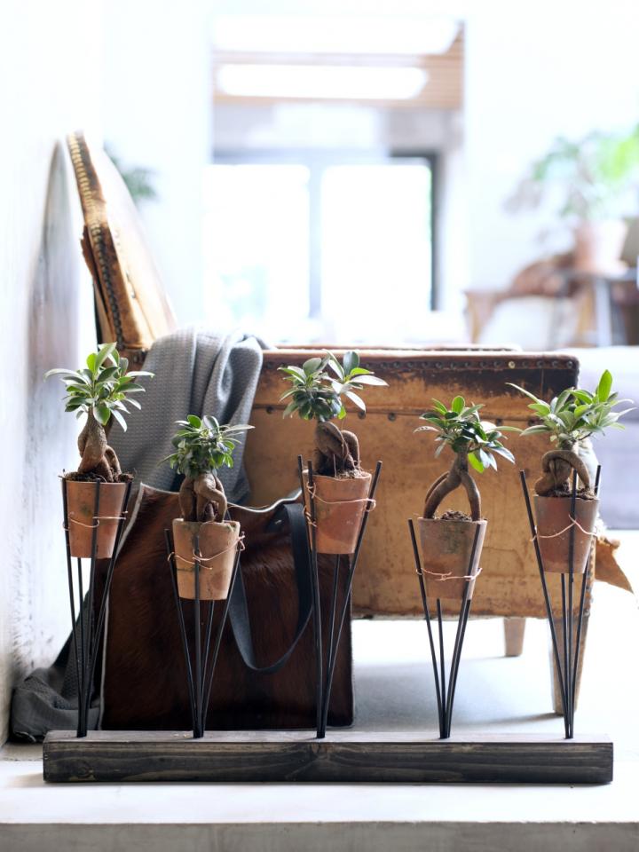 Der Ficus Ginseng bekommt DIY-Pflanzenhalter - Pflanzenfreude.de