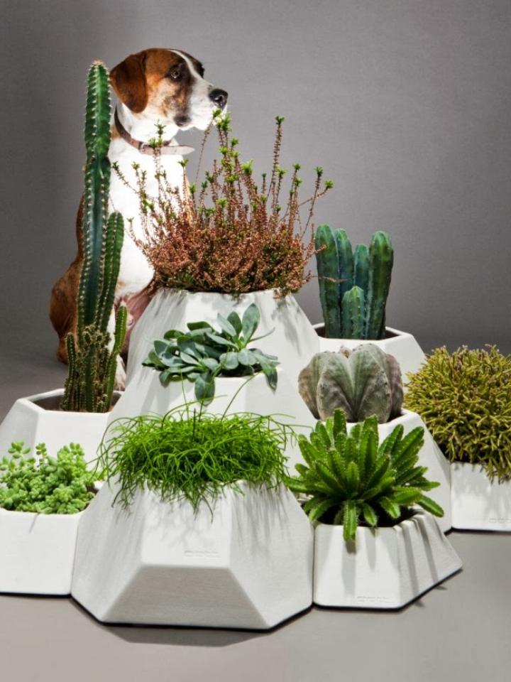 maplantemonbonheur.fr plantes et animaux chat chien