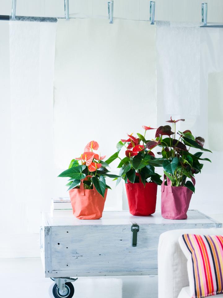 Gekleurde Anthuriums in hippe canvaszakken