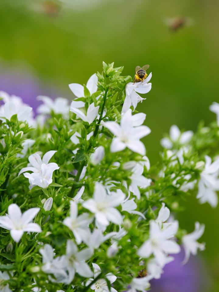 Comment aider les abeilles _Maplantemonbonheur.fr